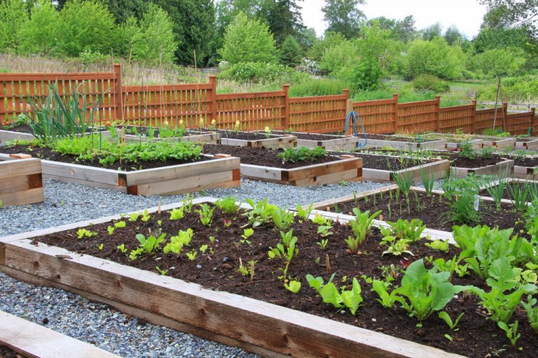 community garden